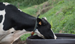 Une vache de race Holstein portant un collier est en train de boire dans un bac à eau en plastique
