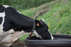 Une vache de race Holstein portant un collier est en train de boire dans un bac à eau en plastique