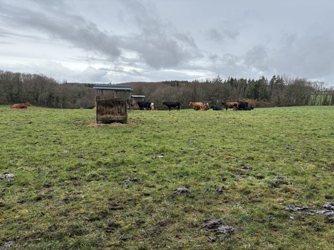 Le troupeau est conduit en AB.