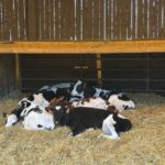 Des génisses de race Prim'Holstein sur une litière de paille propre