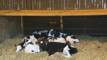 Des génisses de race Prim'Holstein sur une litière de paille propre