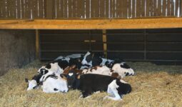 Des génisses de race Prim'Holstein sur une litière de paille propre