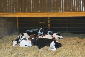 Des génisses de race Prim'Holstein sur une litière de paille propre