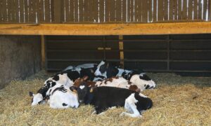 Des génisses de race Prim'Holstein sur une litière de paille propre