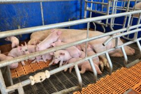 Une truie et ses petits dans une case liberté