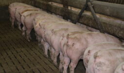 porcs charcutiers à l'auge