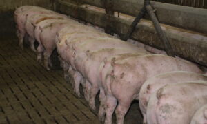 porcs charcutiers à l'auge