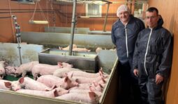 Deux hommes en combinaison jettable à côté de jeunes cochons dans une salle d'un élevage porcin