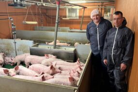 Deux hommes en combinaison jettable à côté de jeunes cochons dans une salle d'un élevage porcin