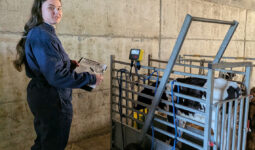 Une jeune femme qui pèse une génisse