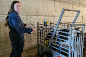 Une jeune femme qui pèse une génisse