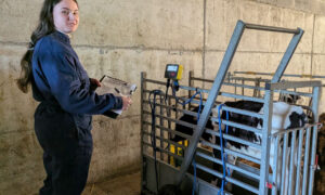 Une jeune femme qui pèse une génisse