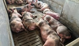 Des verrats de race Piétrain dans une case d'engraissement en élevage de sélection