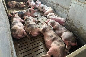 Des verrats de race Piétrain dans une case d'engraissement en élevage de sélection