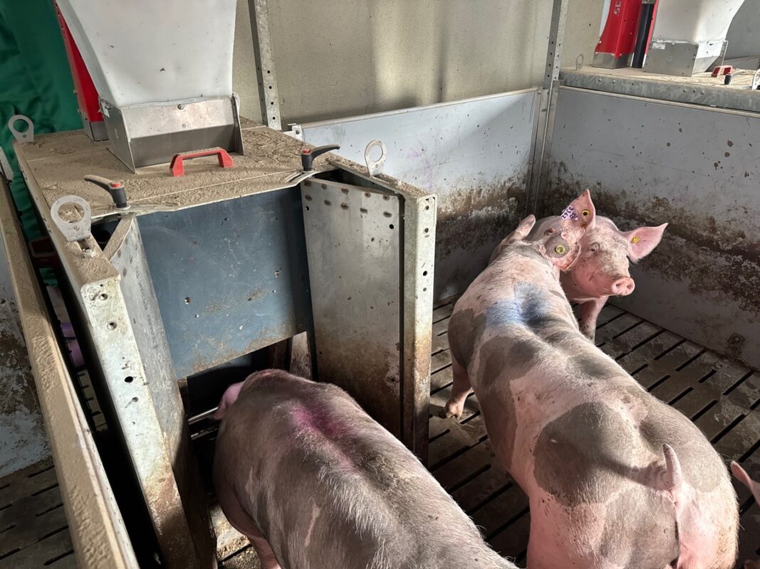 Chez un sélectionneur, des verrats conduits ad libitum en case équipée de Dac pour suivre leurs performances de croissance avec précision