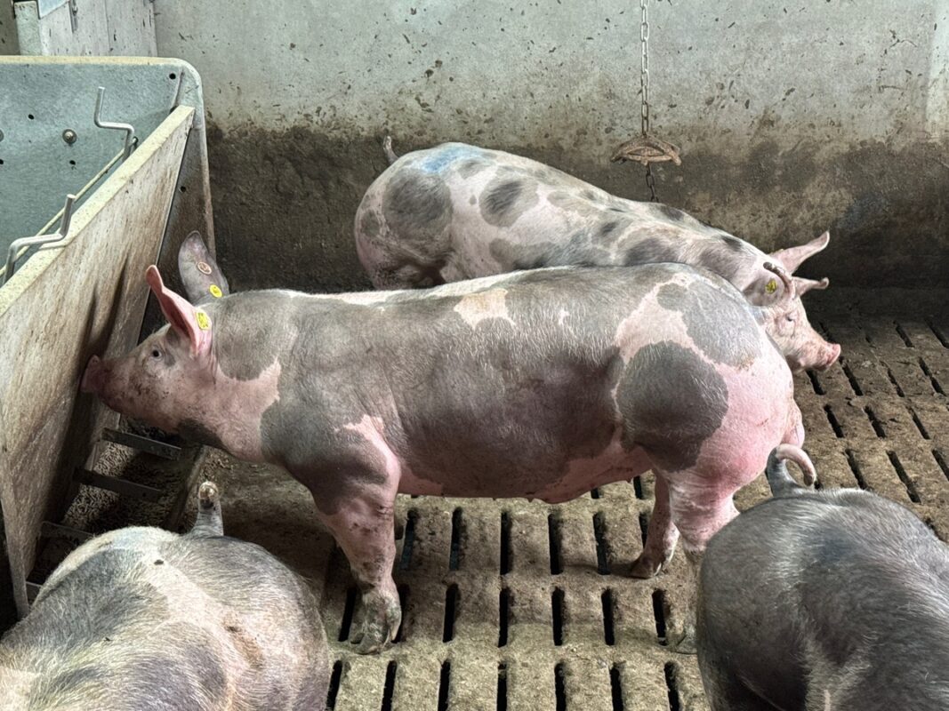 Un verrat Piétrain à l'alimentateur