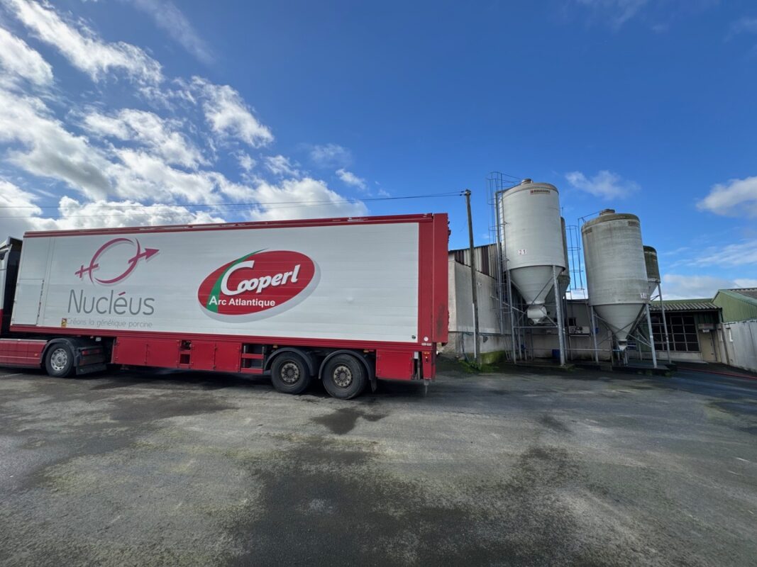 Un camion de transport de cochons à haute valeur génétique sous air filtré