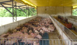 Élevage de porcs au Brésil