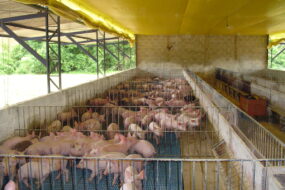 Élevage de porcs au Brésil