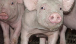 Gros plan sur des porcelets en post-sevrage