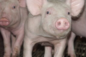 Gros plan sur des porcelets en post-sevrage