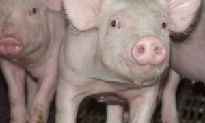 Gros plan sur des porcelets en post-sevrage