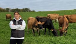 Une éleveuse accompagne de vaches de race Jersiaise au pâturage