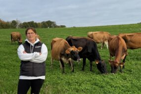 Une éleveuse accompagne de vaches de race Jersiaise au pâturage
