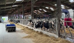 Un robot repousse-fourrage passe sur la table d'alimentation de vaches de race Holstein au cornadis