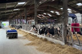 Un robot repousse-fourrage passe sur la table d'alimentation de vaches de race Holstein au cornadis