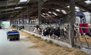 Un robot repousse-fourrage passe sur la table d'alimentation de vaches de race Holstein au cornadis