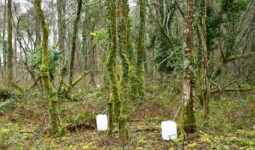 Des bidons au pied des bouleaux dans la forêt pour récolter la sève
