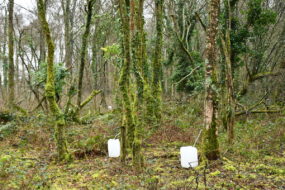 Des bidons au pied des bouleaux dans la forêt pour récolter la sève