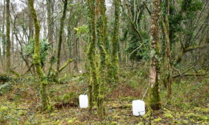 Des bidons au pied des bouleaux dans la forêt pour récolter la sève