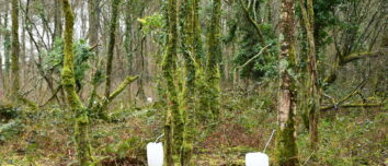 Des bidons au pied des bouleaux dans la forêt pour récolter la sève
