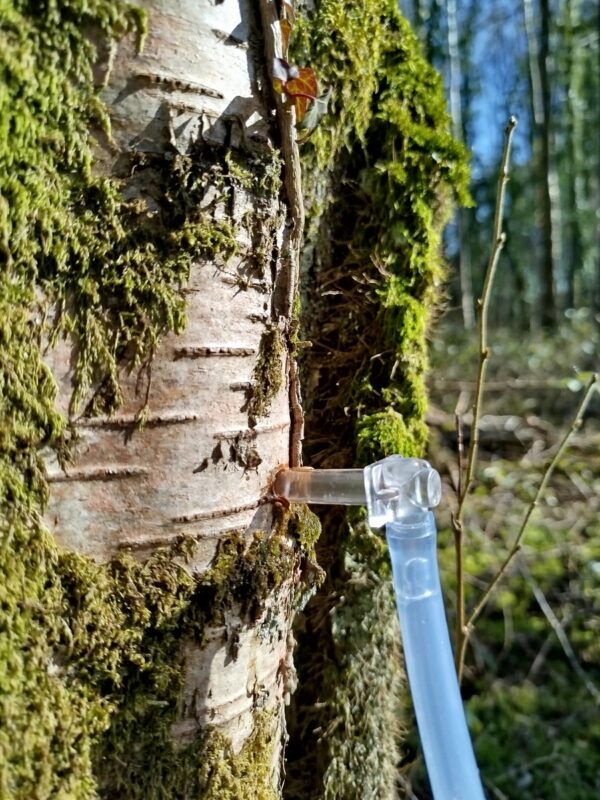 Un bec de récolte professionnel qu'on appelle « chalumeau ».
