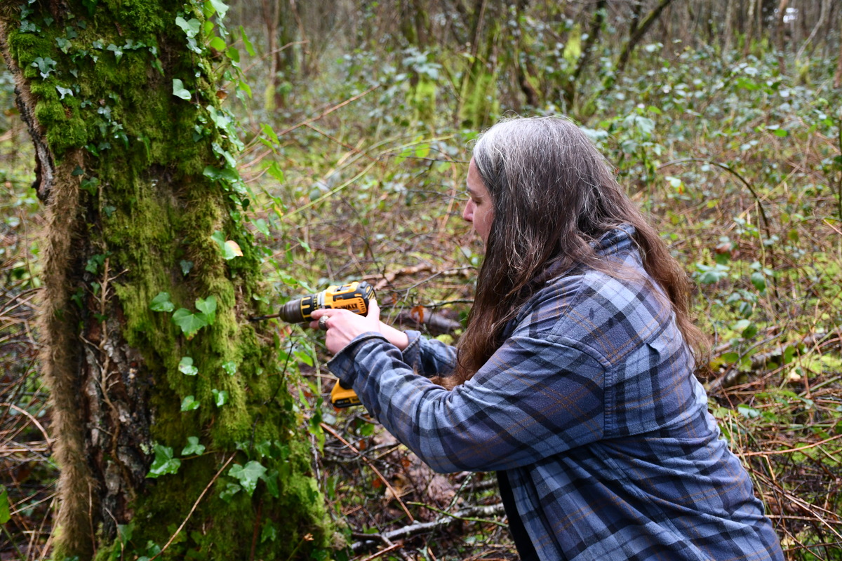 Une femme perce le tronc d'un arbre pour récolter de la sève