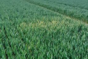 Un champ de cultures