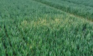 Un champ de cultures