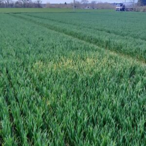 Un champ de cultures