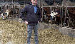 Un homme devant des vaches au cornadis