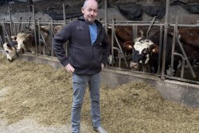 Un homme devant des vaches au cornadis