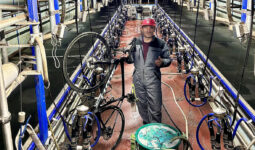 Un homme avec un vélo dans le couloir central d'une salle de traite vide