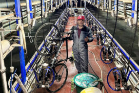Un homme avec un vélo dans le couloir central d'une salle de traite vide