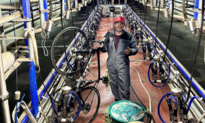 Un homme avec un vélo dans le couloir central d'une salle de traite vide