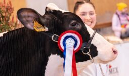 La tête d'une vache avec un flot de concours accroché au licil et une jeune femme souriante qui la regarde