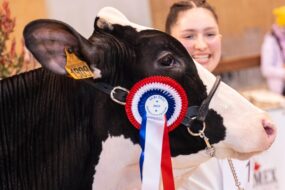 La tête d'une vache avec un flot de concours accroché au licil et une jeune femme souriante qui la regarde