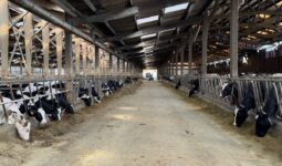Un couloir d'alimentation dans un bâtiment d'élevage avec des génisses de race Holstein à gauche et des vaches au cornadis à droite