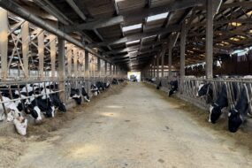 Un couloir d'alimentation dans un bâtiment d'élevage avec des génisses de race Holstein à gauche et des vaches au cornadis à droite
