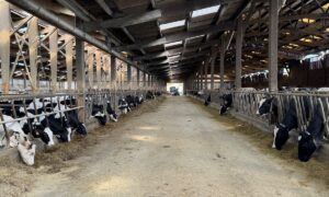 Un couloir d'alimentation dans un bâtiment d'élevage avec des génisses de race Holstein à gauche et des vaches au cornadis à droite
